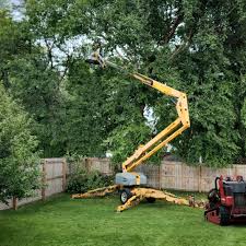 Best Commercial Tree Services  in Lakeland Village, CA