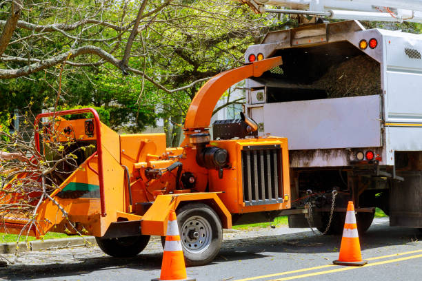 Best Tree Risk Assessment  in Lakeland Village, CA