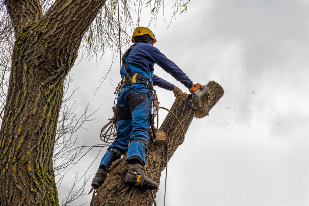 Best Tree Removal Service  in Lakeland Village, CA