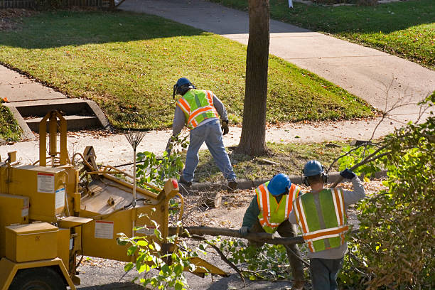 Best Tree Mulching Services  in Lakeland Village, CA