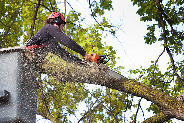 Best Tree Disease Treatment  in Lakeland Village, CA